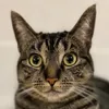Mikee-3000 GitHub avatar